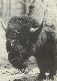 buffalo3 buffalo3