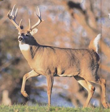 6 Tips for Smoking Wild Game Meats - Legendary Whitetails - Legendary  Whitetail's Blog