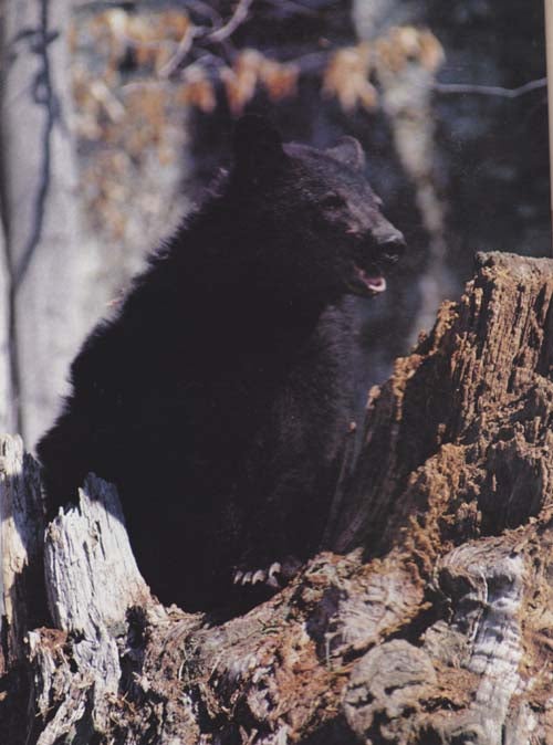 Bear for Dinner and How Not to Get Trichinosis - Wyoming Wildlife